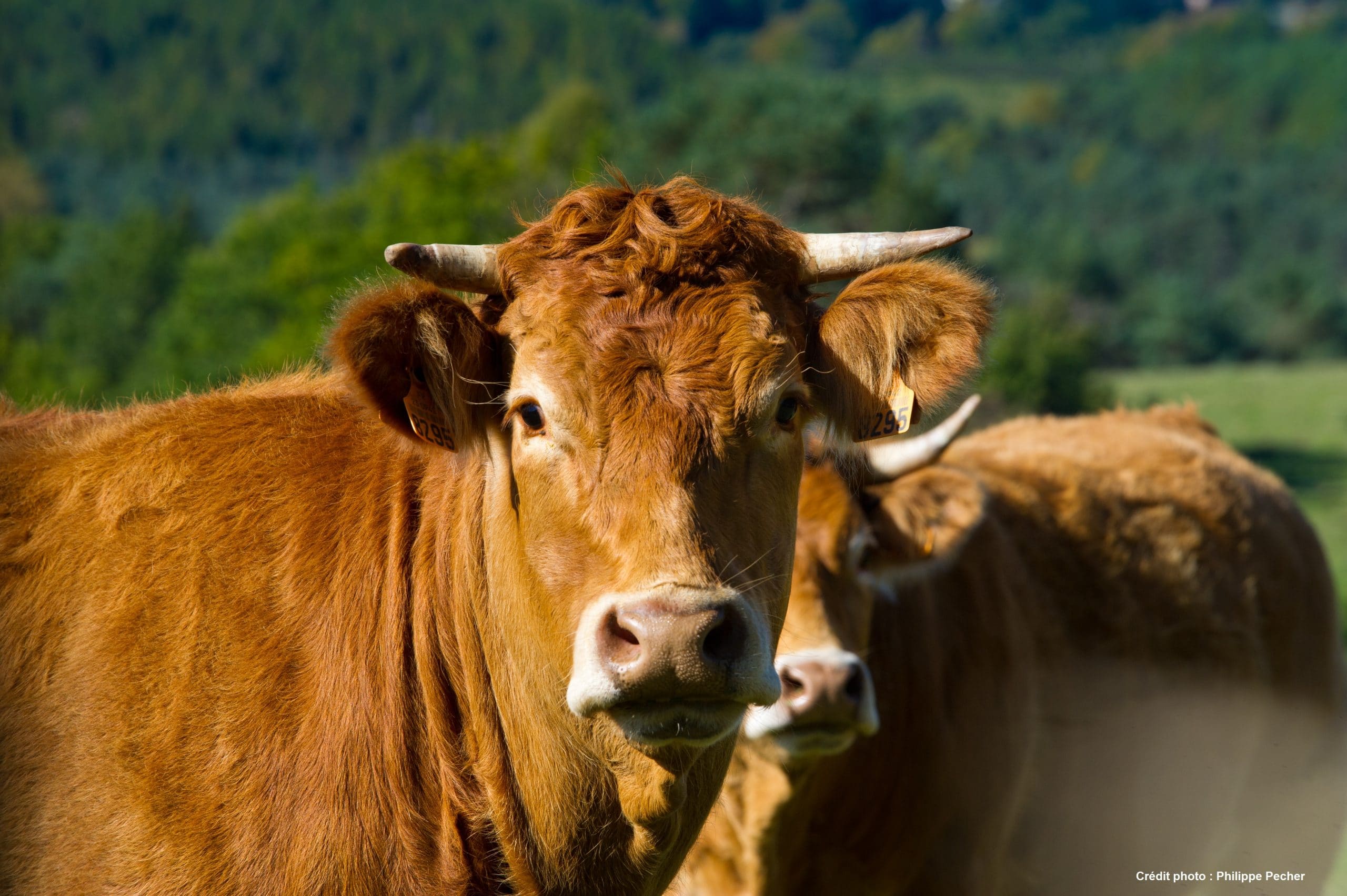 BŒUF LIMOUSIN