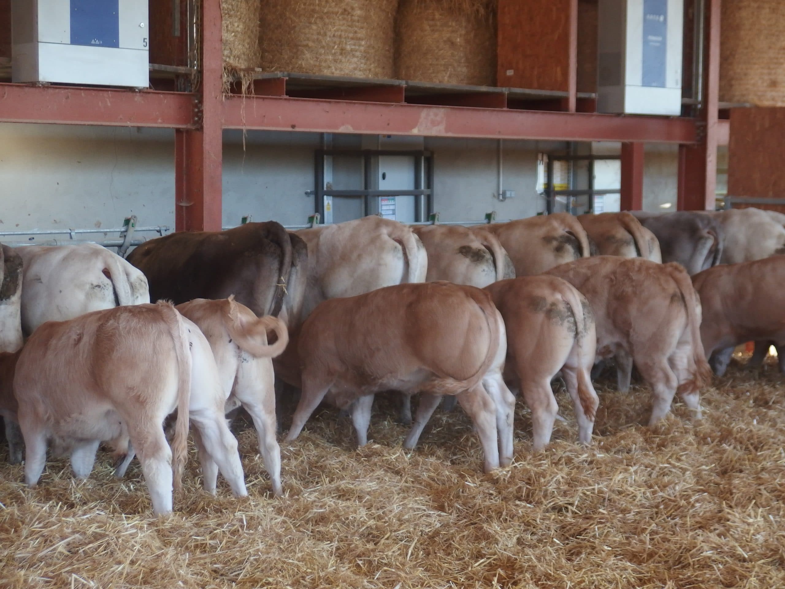 LE VEAU ROSE
ELEVÉ SOUS LA MERE