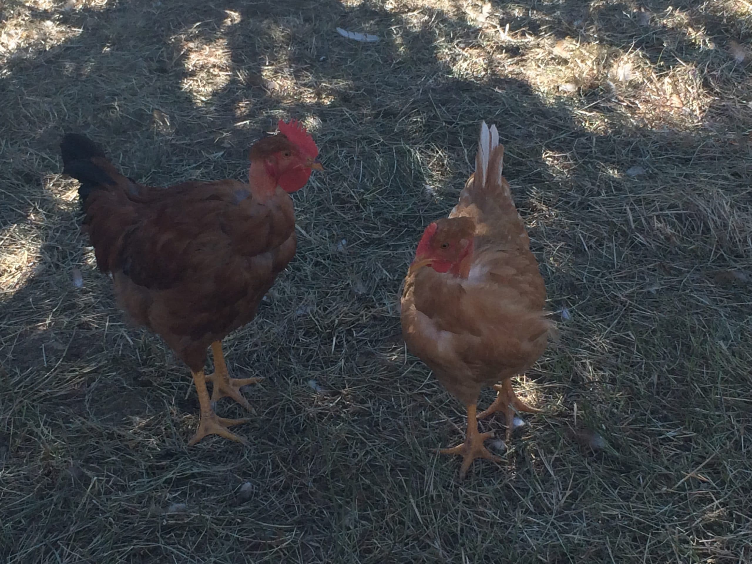 POULET DES CEVENNES OU CHAPON DES CEVENNES