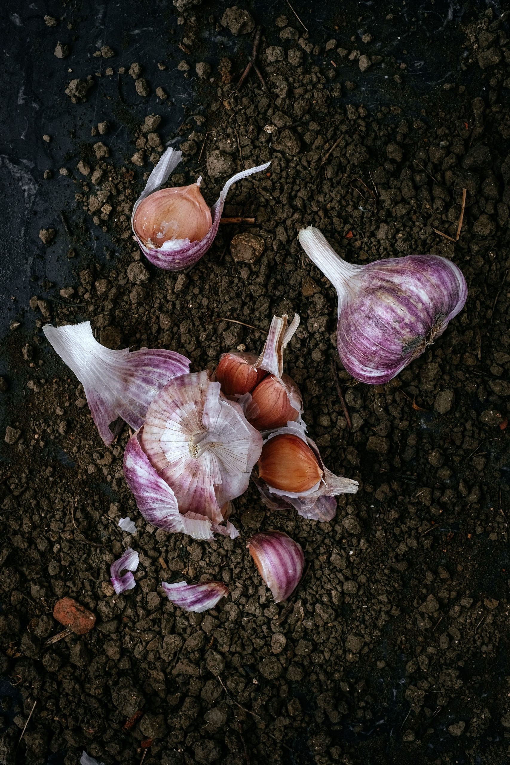 Ail violet de Cadours