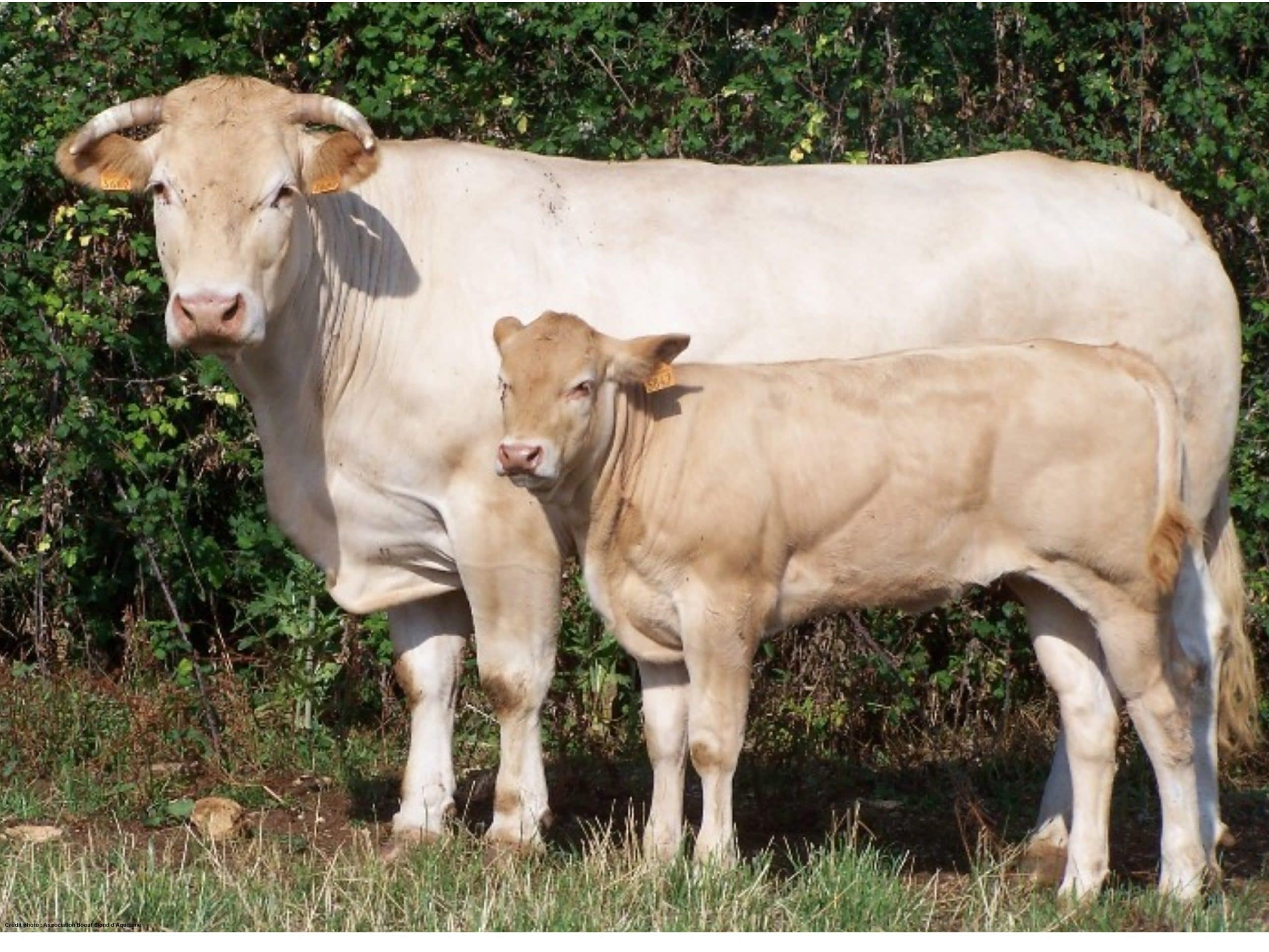 BLONDE D’AQUITAINE