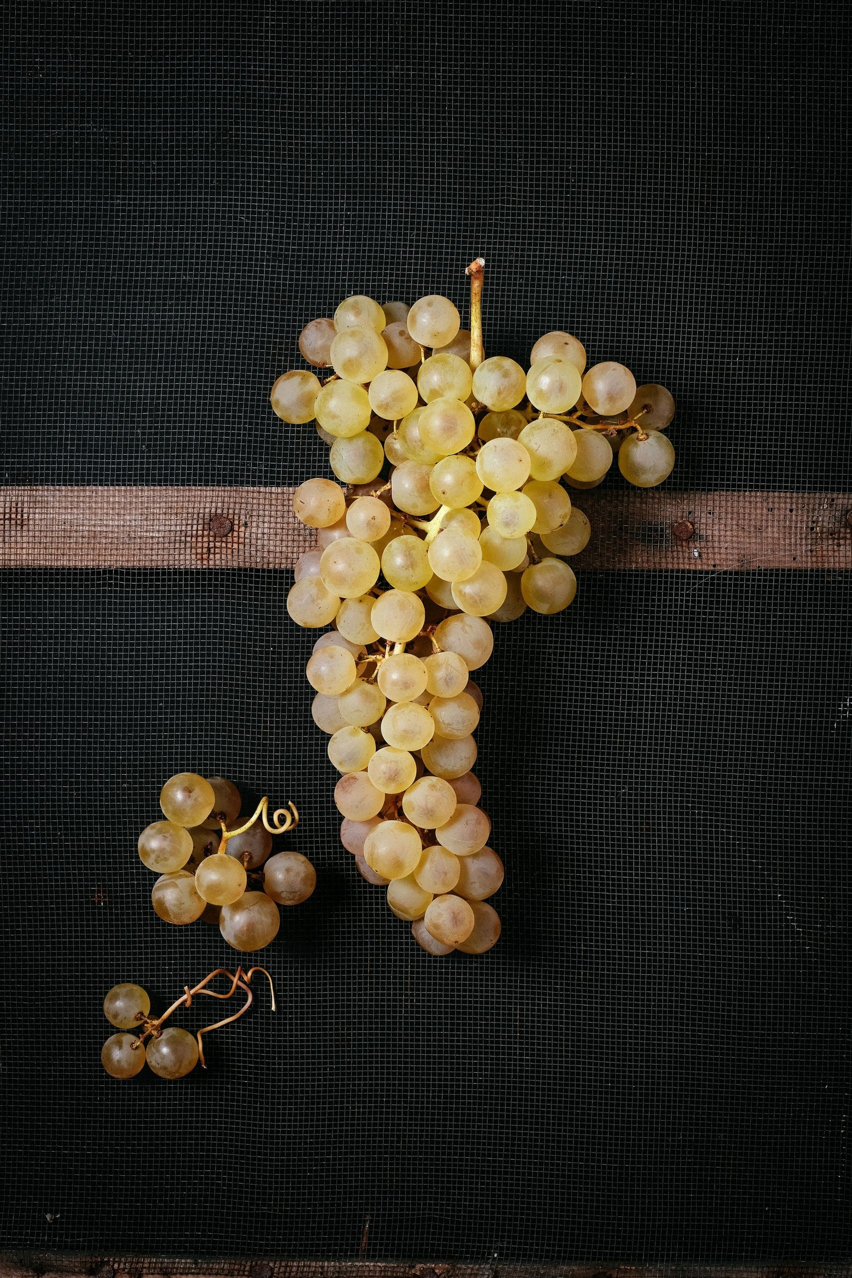 Chasselas de Moissac