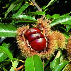 Marron du Périgord