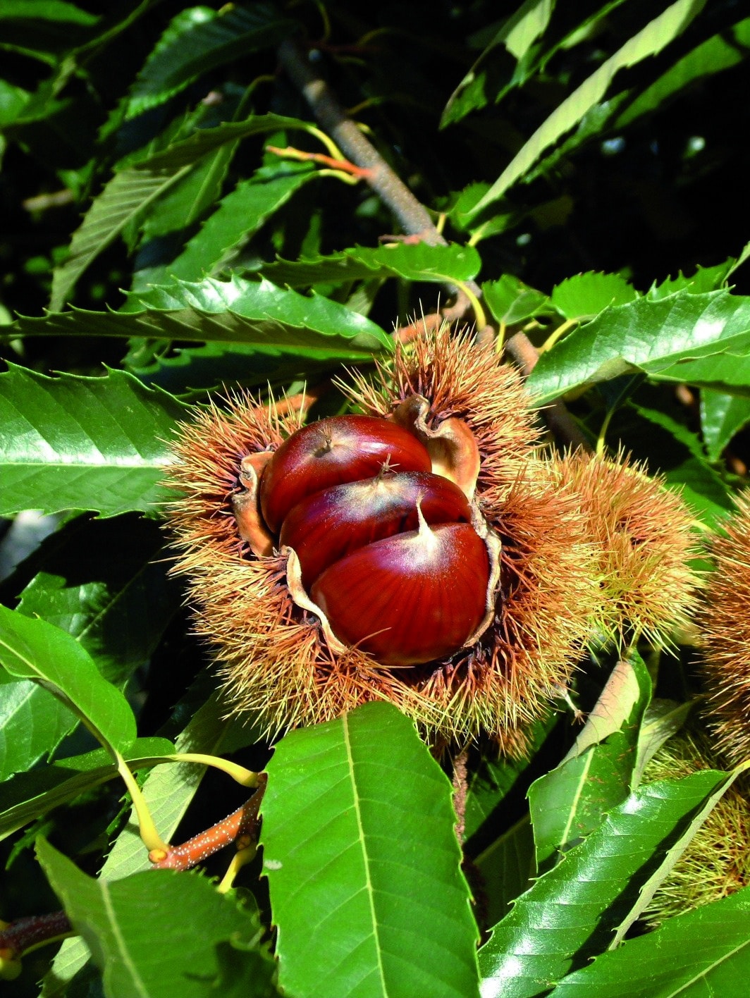 Marron du Périgord