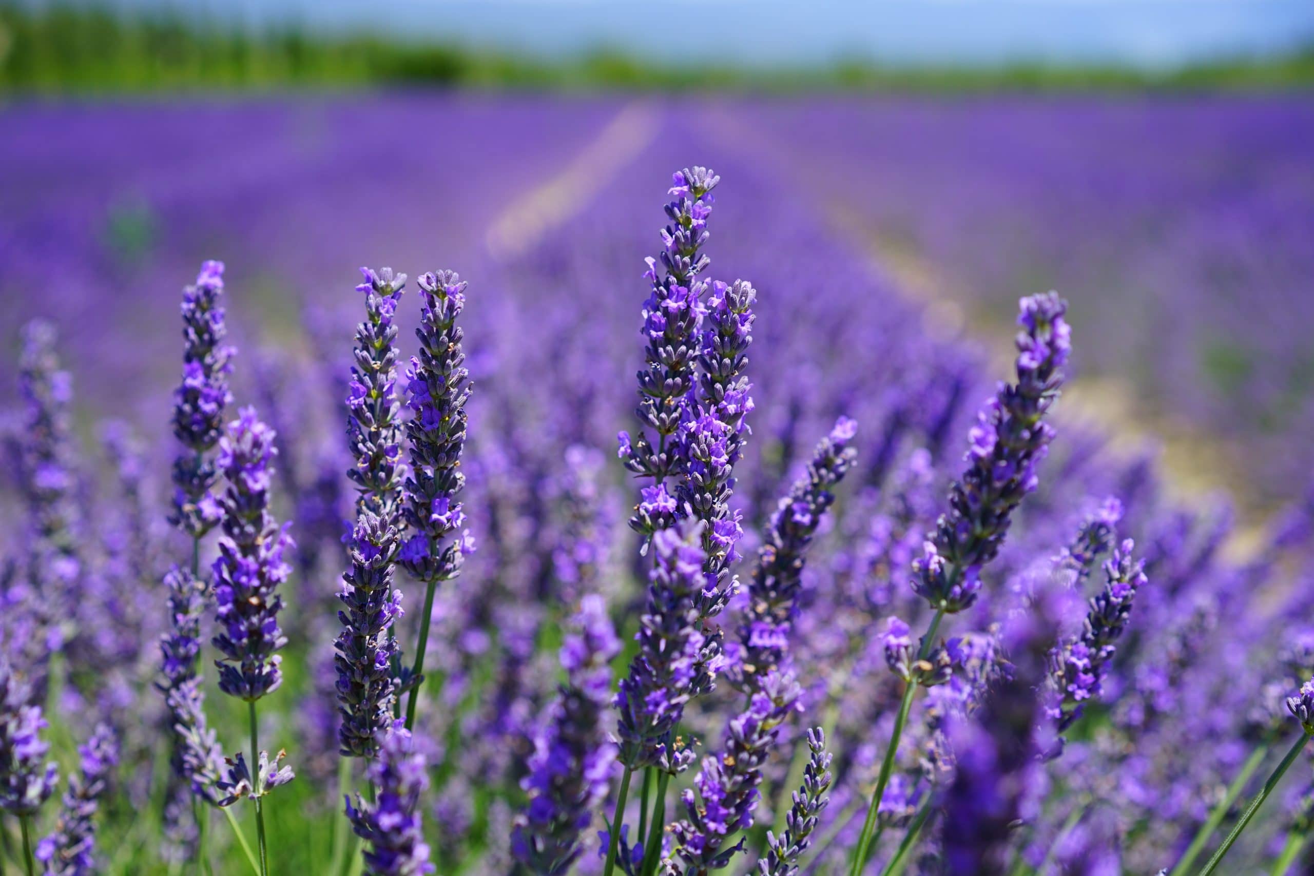 Plantes aromatiques